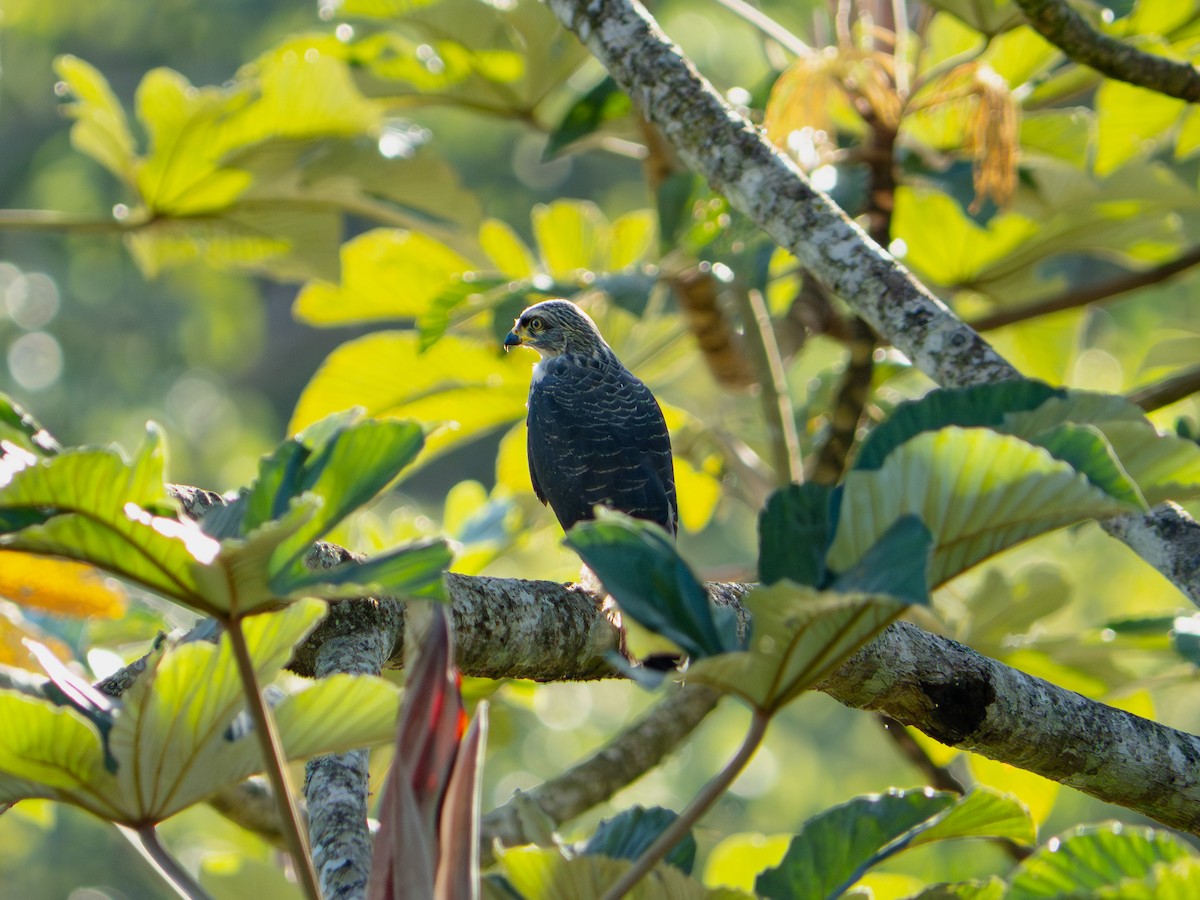 Hook-billed Kite - ML648773424