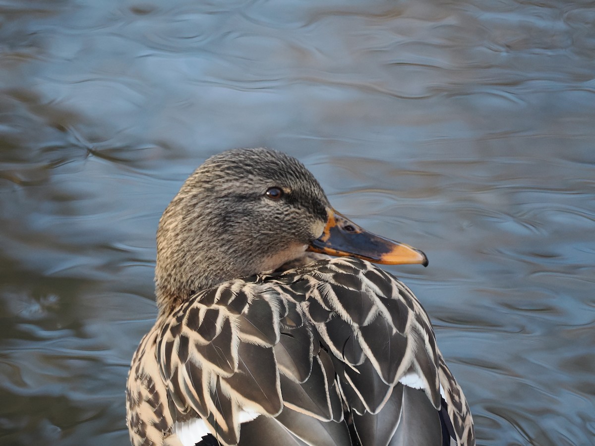 Кряква - ML648773854