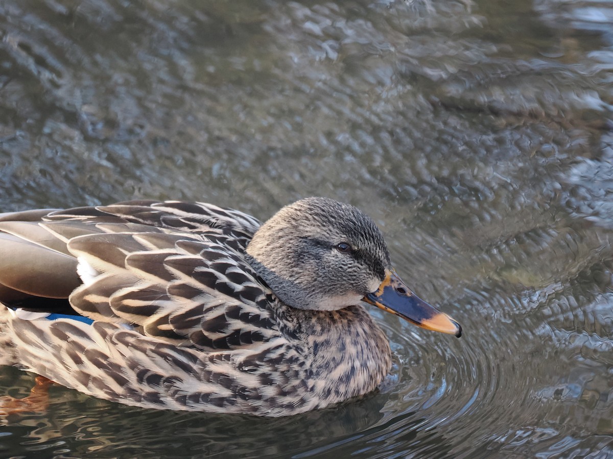 Кряква - ML648773855