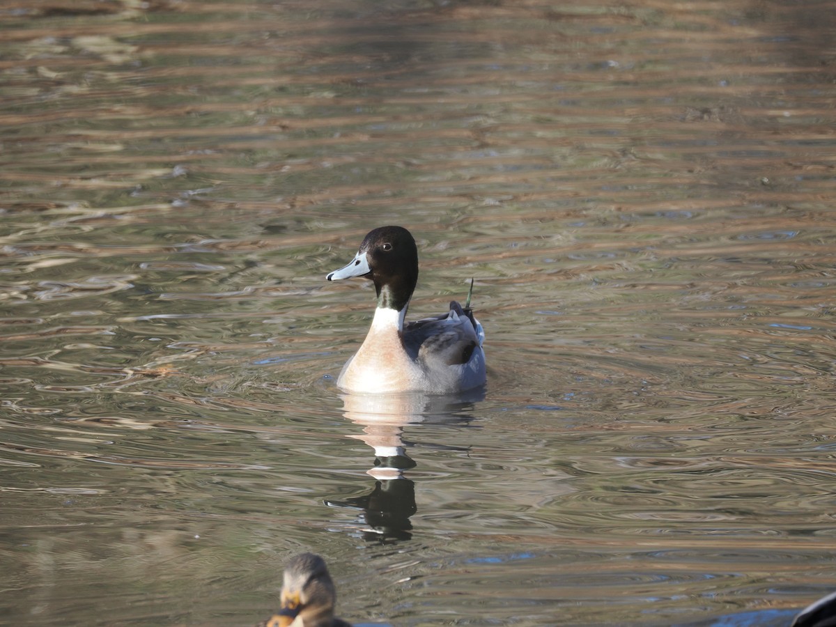 Кряква x Шилохвость (гибрид) - ML648773860