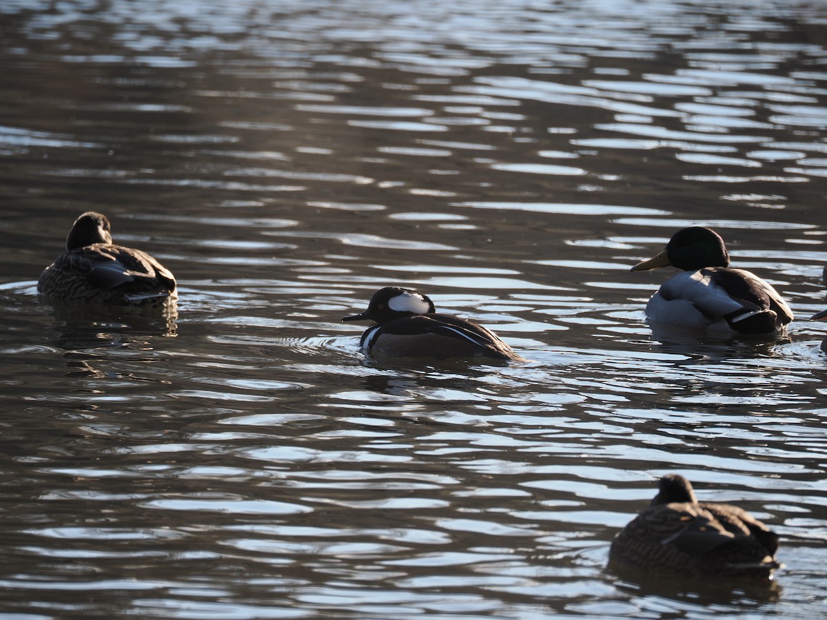 Капюшоновый крохаль - ML648773866