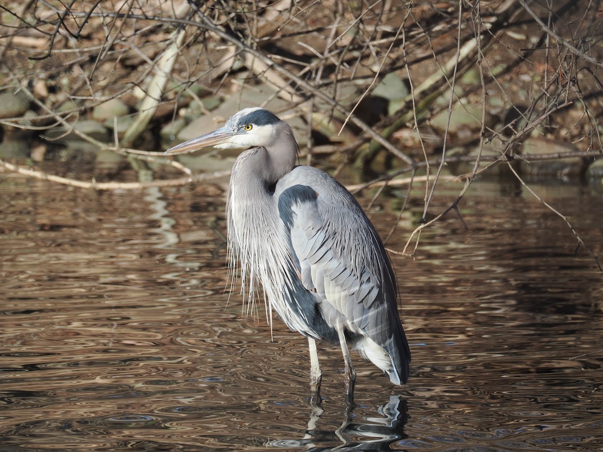 Большая голубая цапля - ML648773874