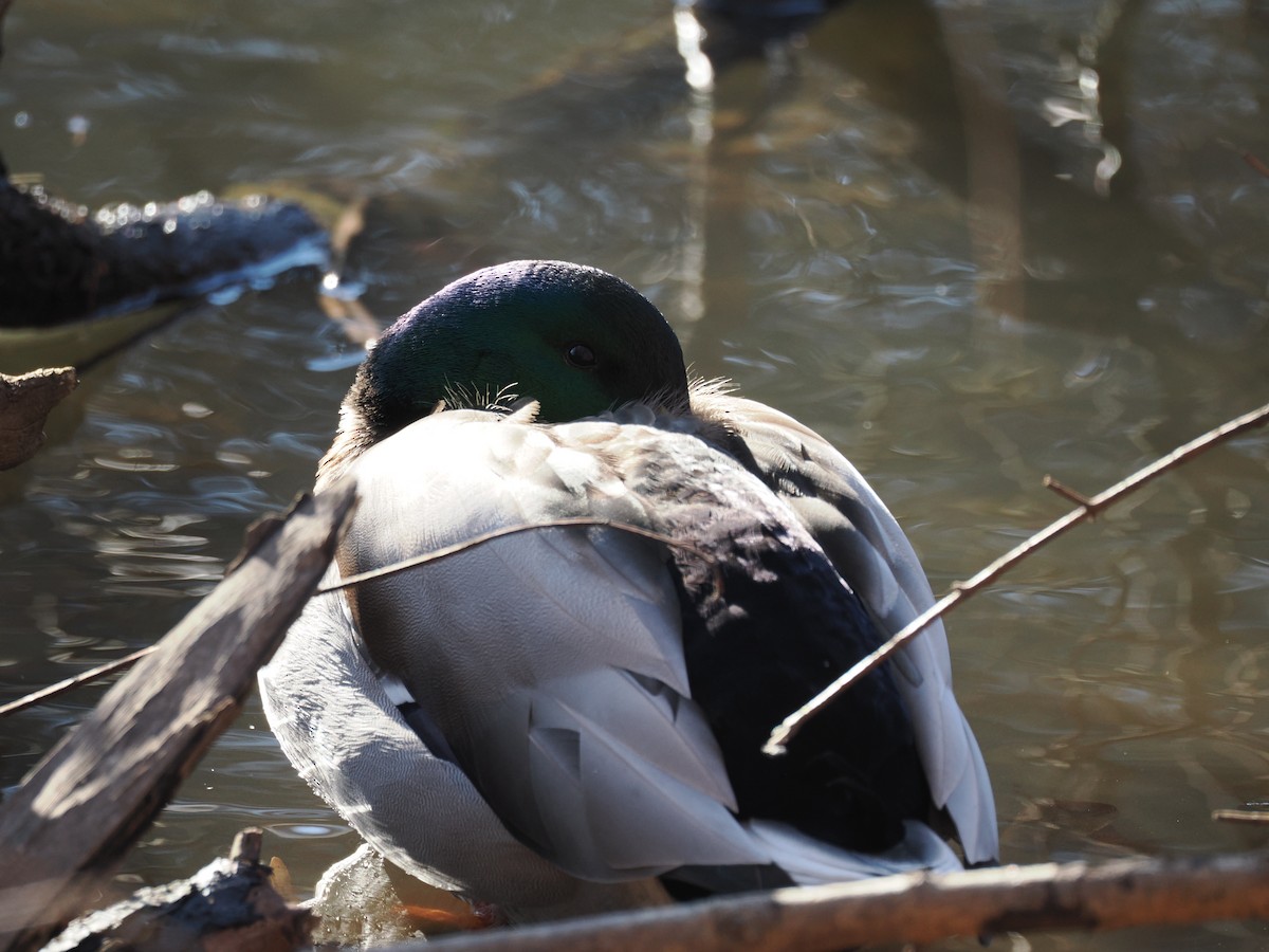 Кряква - ML648773880