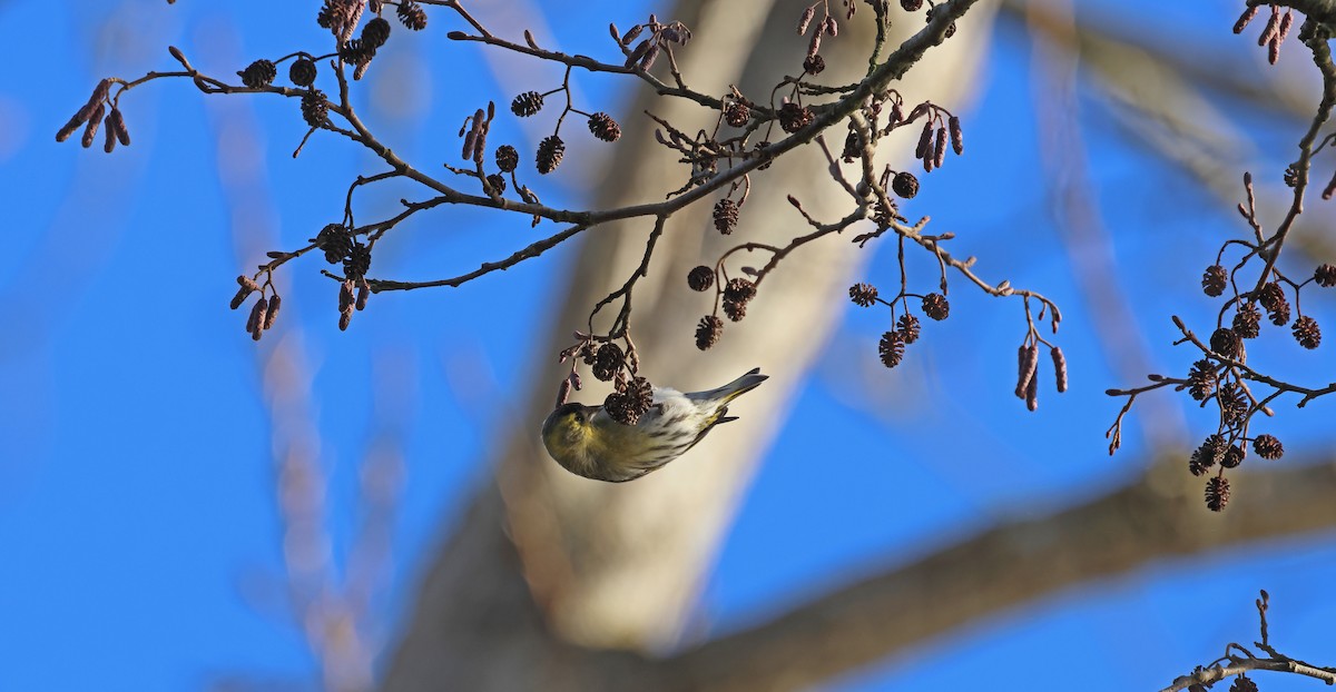 Kara Başlı İskete - ML648774661