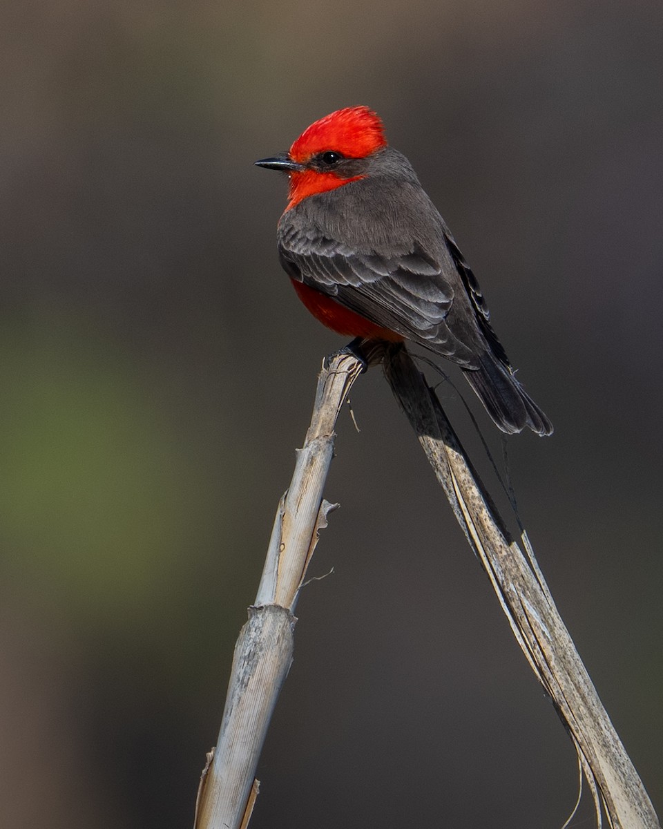 Vermilion Flycatcher - ML648774711