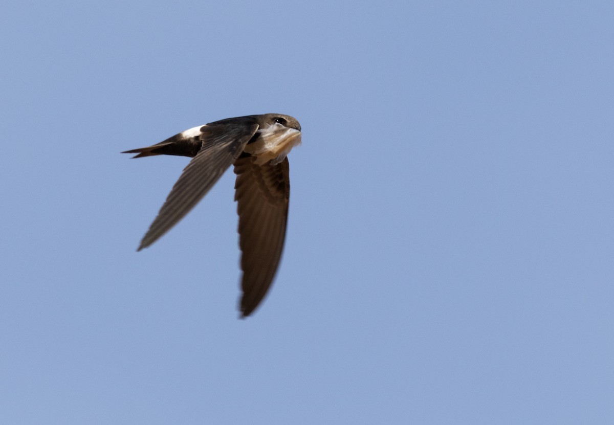 Horus Swift (White-rumped) - ML648775380