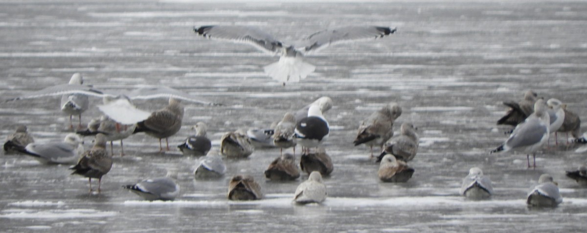 Клуша - ML648775544