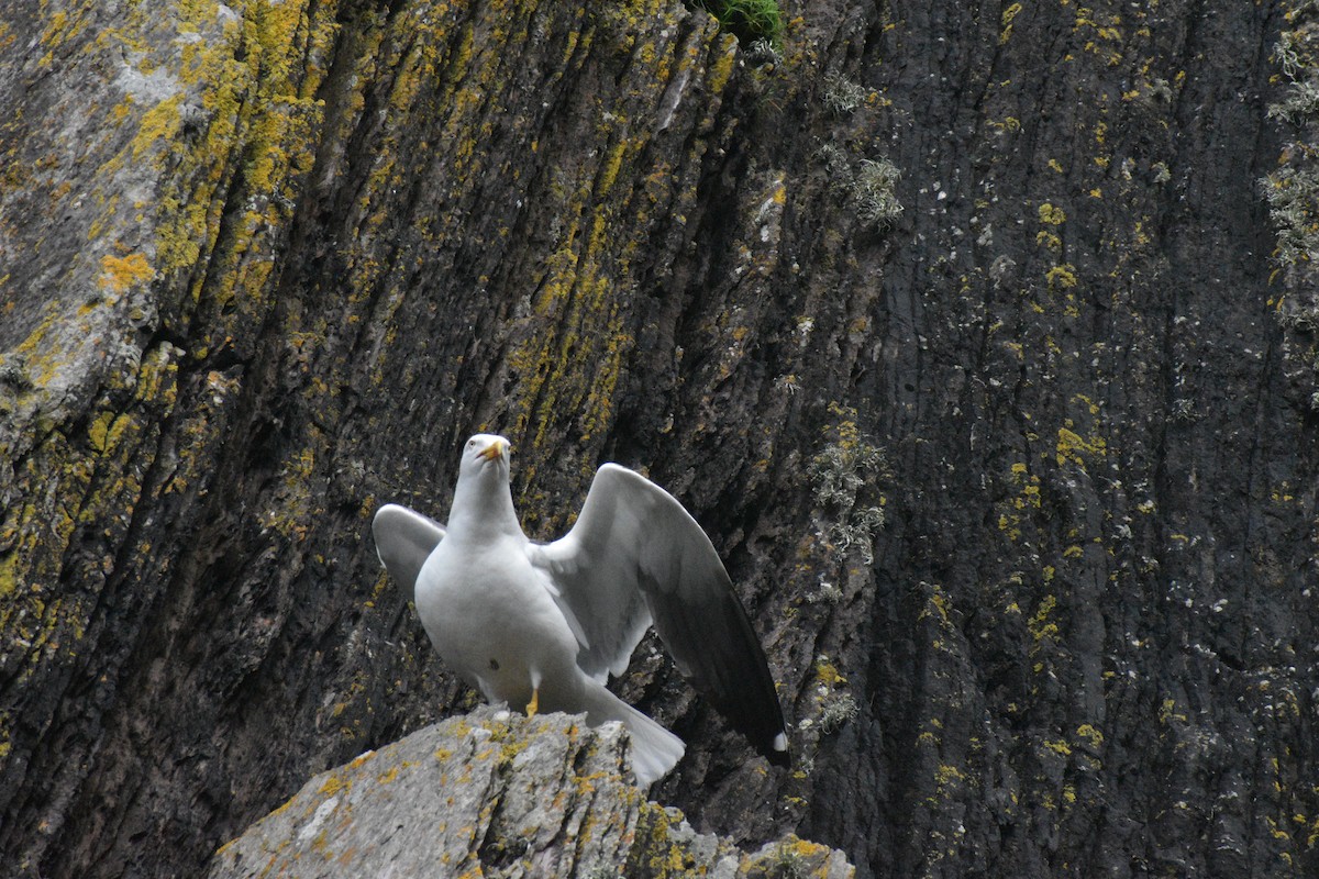 Lesser Black-backed Gull - Hannah O’Carroll