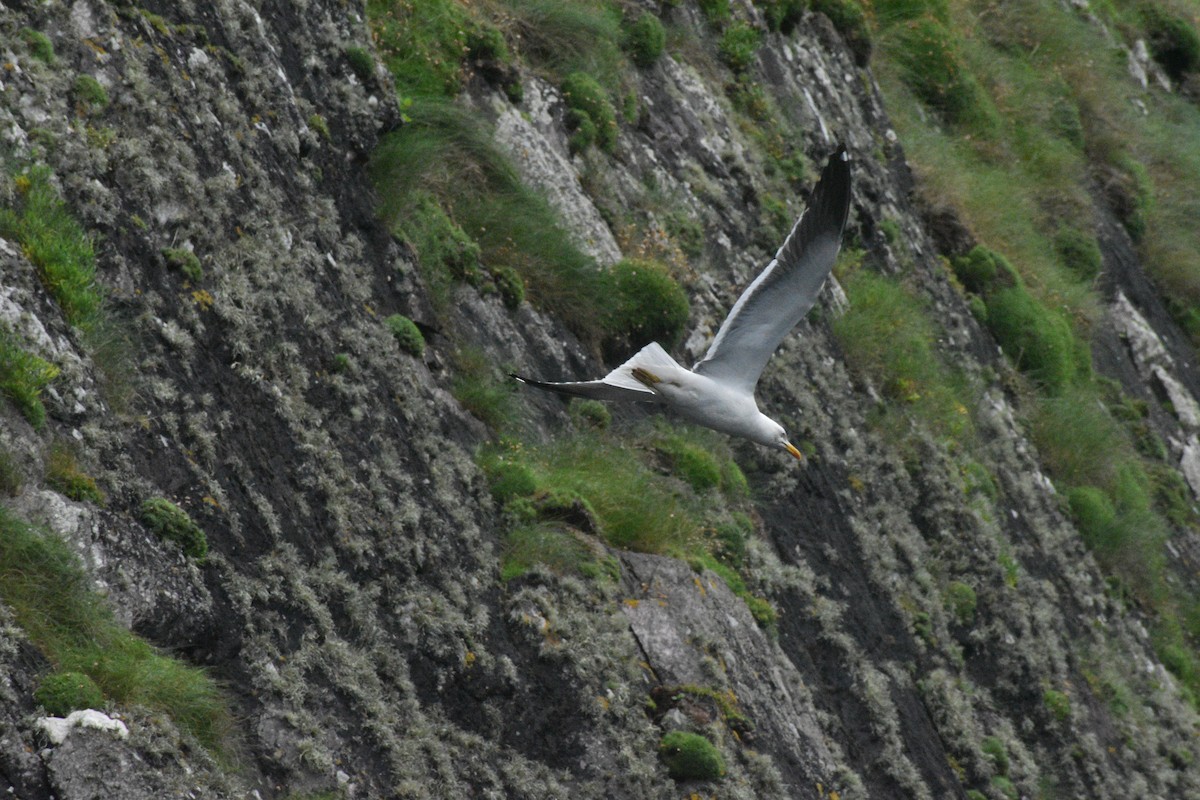 Клуша - ML648775573