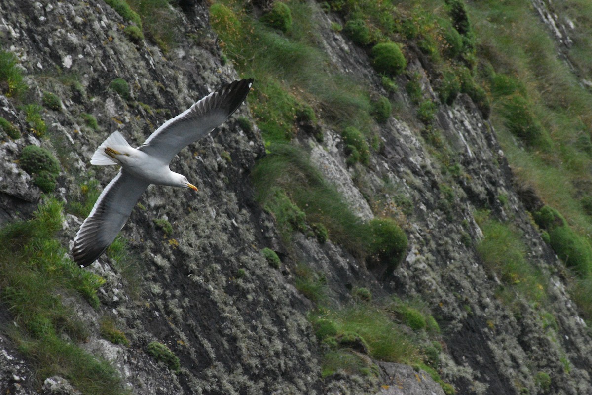 Клуша - ML648775575