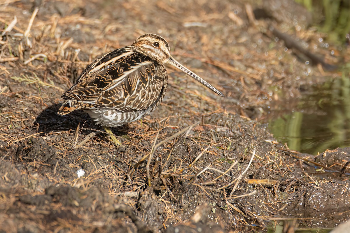ML648775622 - Common Snipe - Macaulay Library