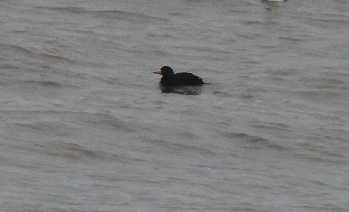 Black Scoter - ML648775738
