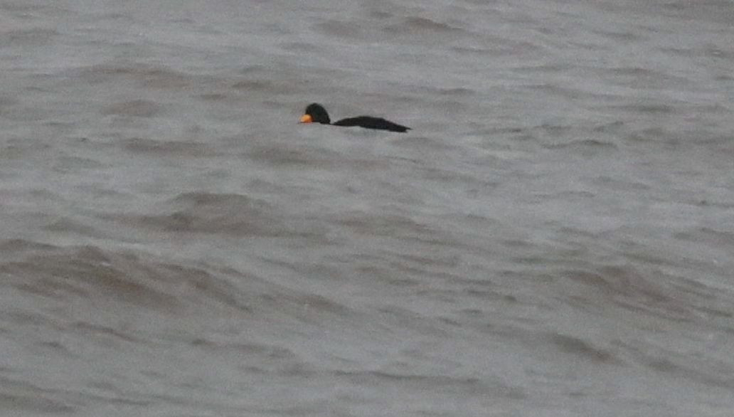 Black Scoter - ML648775739