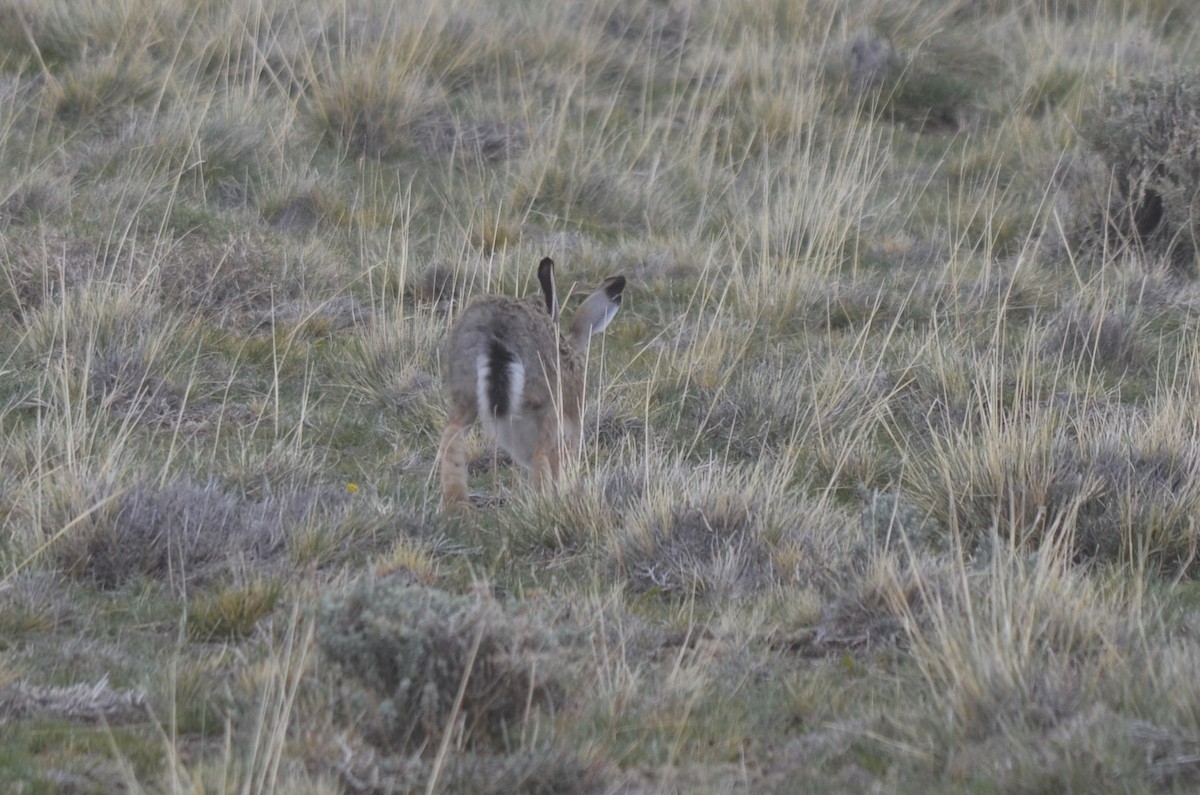 Animals - ML648775823