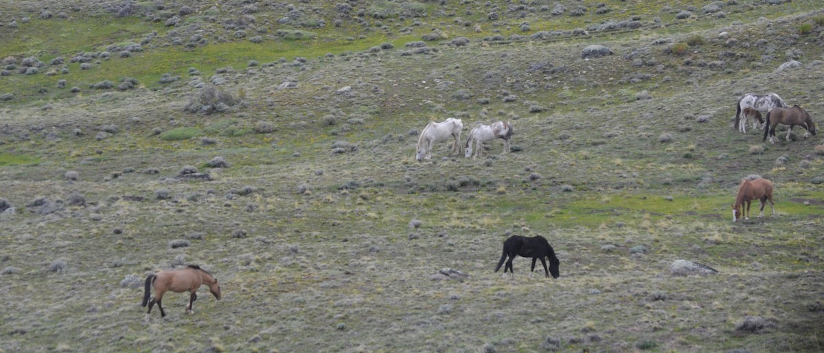 Animals - ML648775824