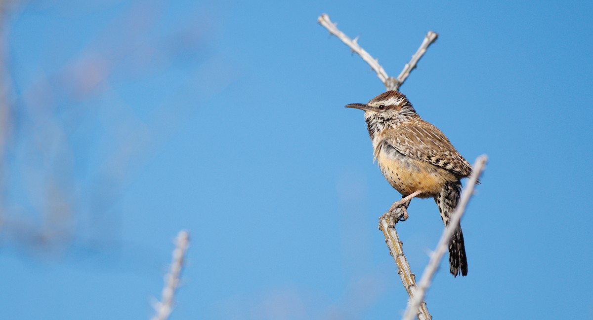 Різжак кактусовий - ML648775842