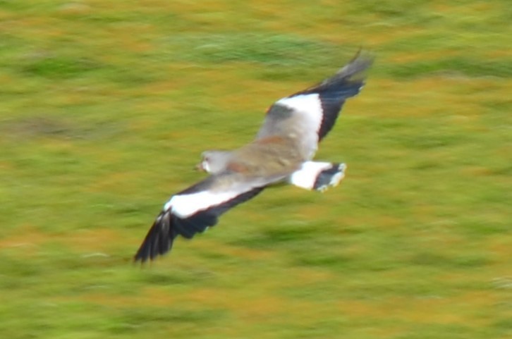 Southern Lapwing - ML648775905