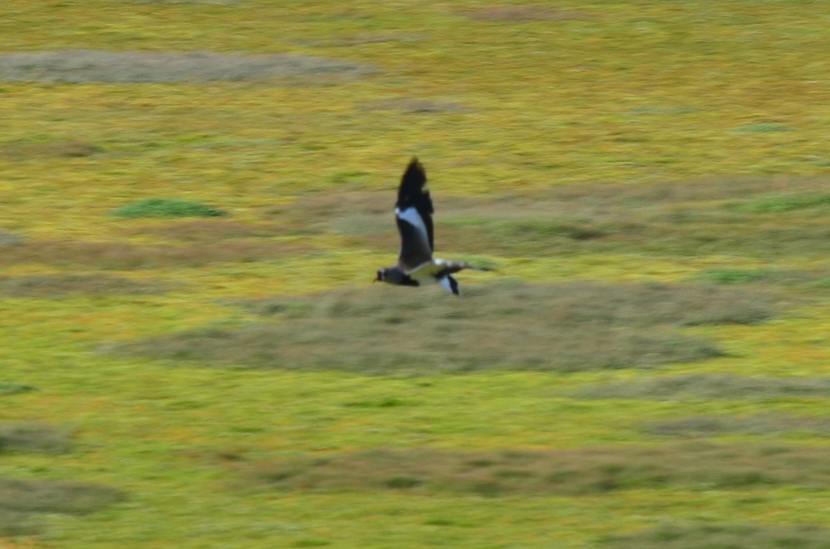 Southern Lapwing - ML648775906