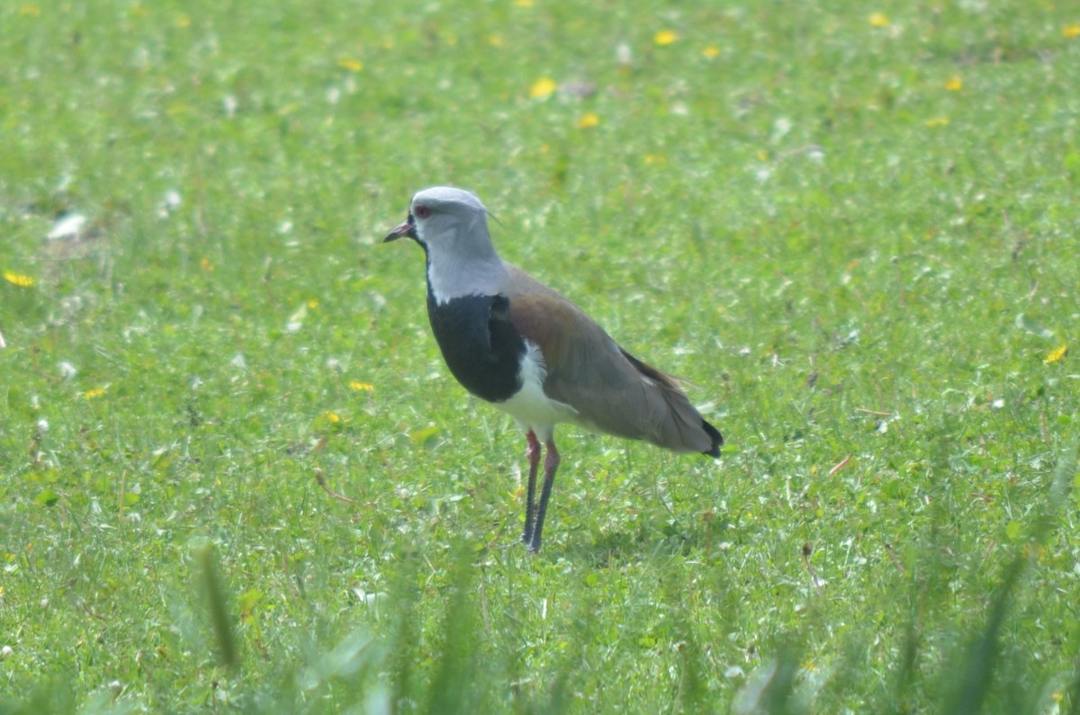 Southern Lapwing - ML648775907