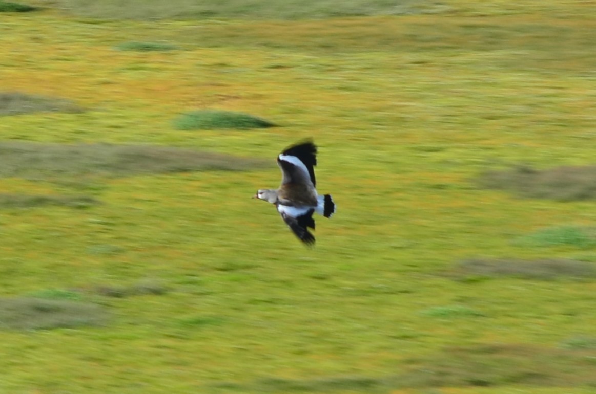 Southern Lapwing - ML648775908