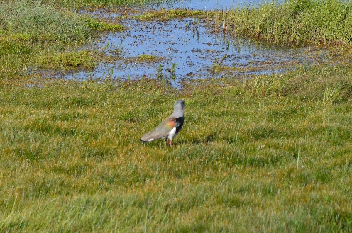Southern Lapwing - Warren Chambers