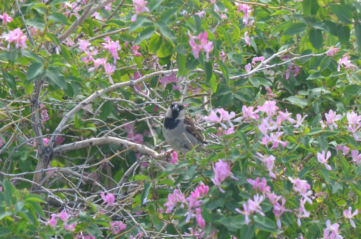 House Sparrow - ML648775932