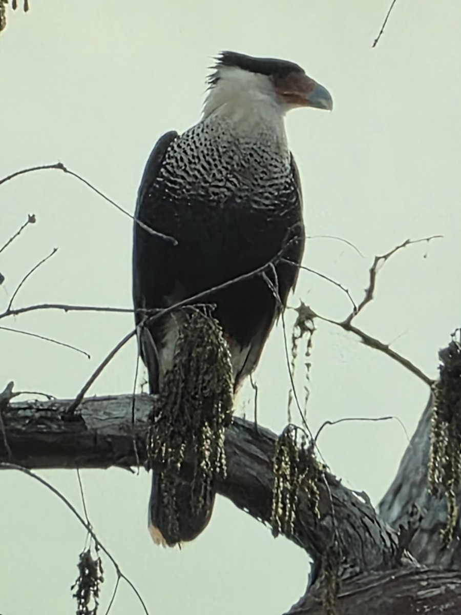 ミナミカラカラ（cheriway ） - ML648776262