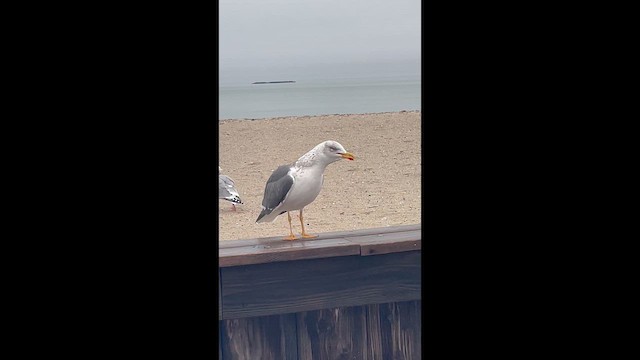 Клуша - ML648776277