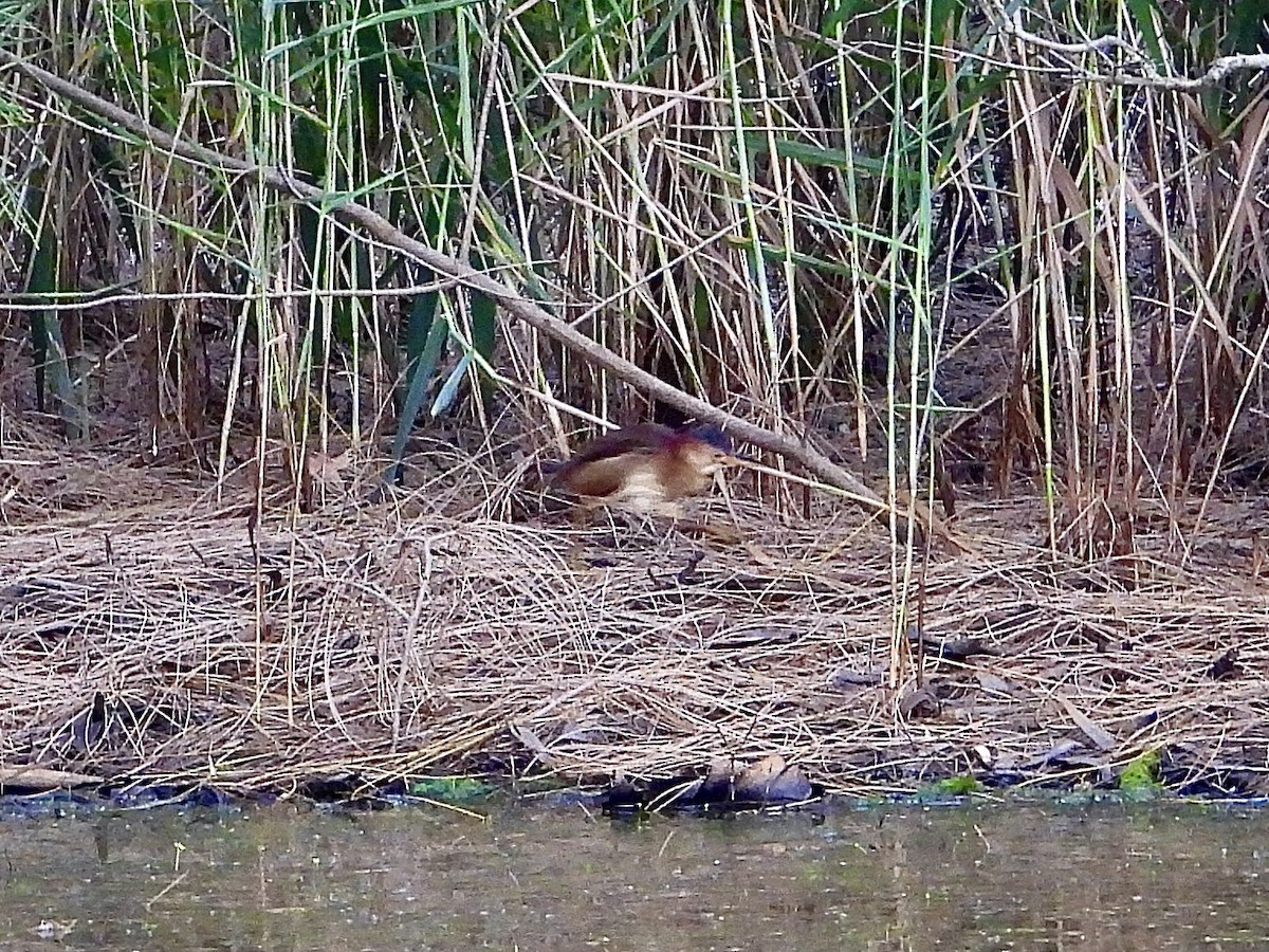 Avetorillo Australiano - ML648776287