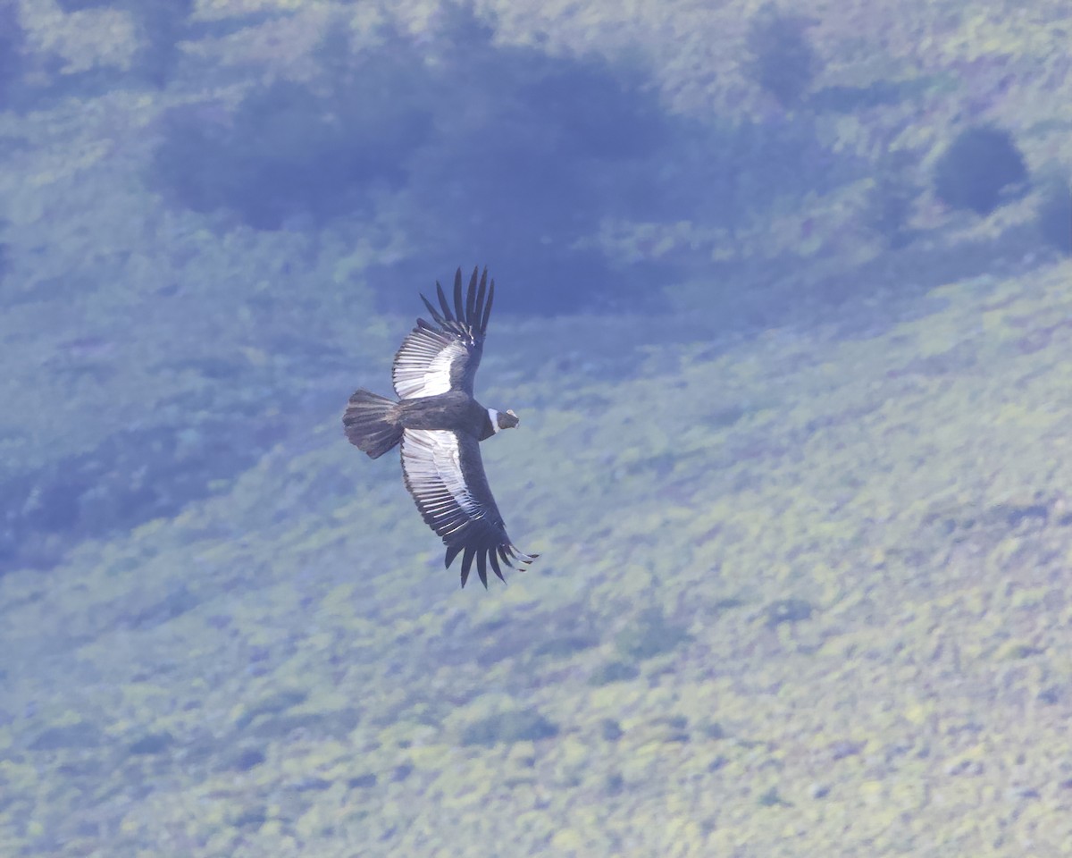 Andean Condor - ML648776530