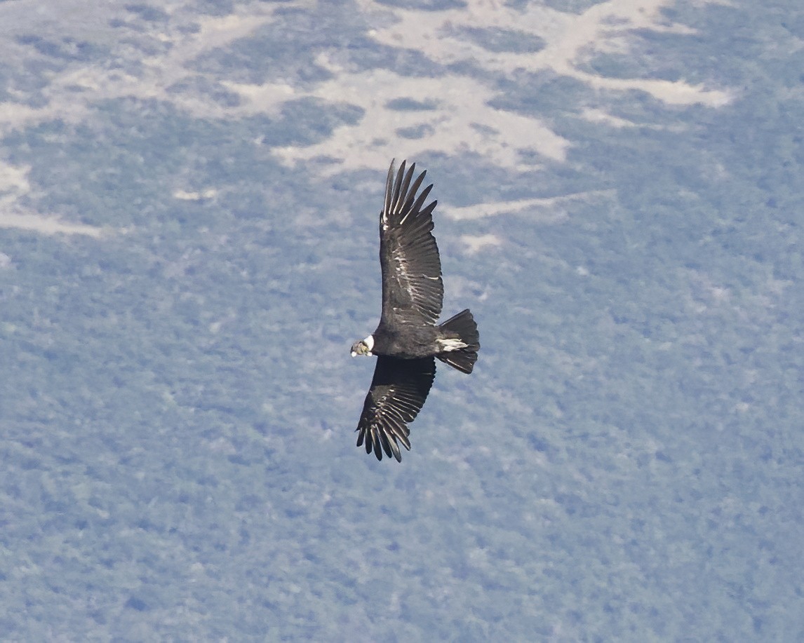 Andean Condor - ML648776541