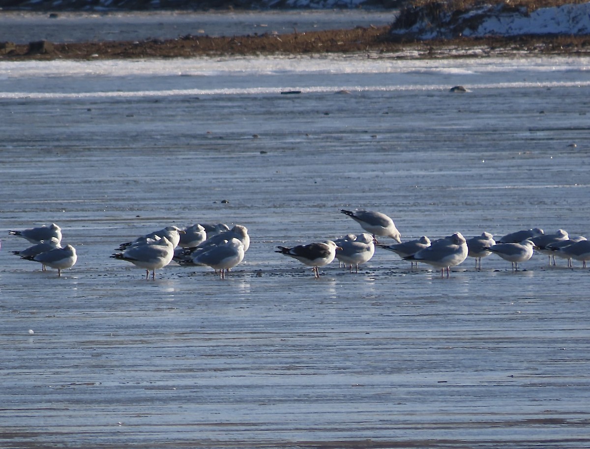 Клуша - ML648776618