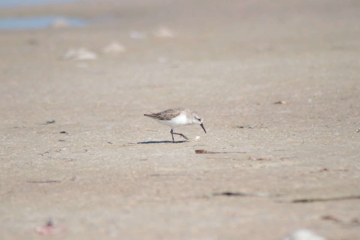 Gambecchio dell'Alaska - ML648776735