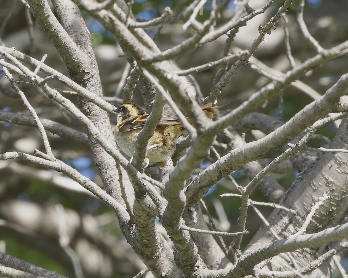 Thorn-tailed Rayadito - ML648776906