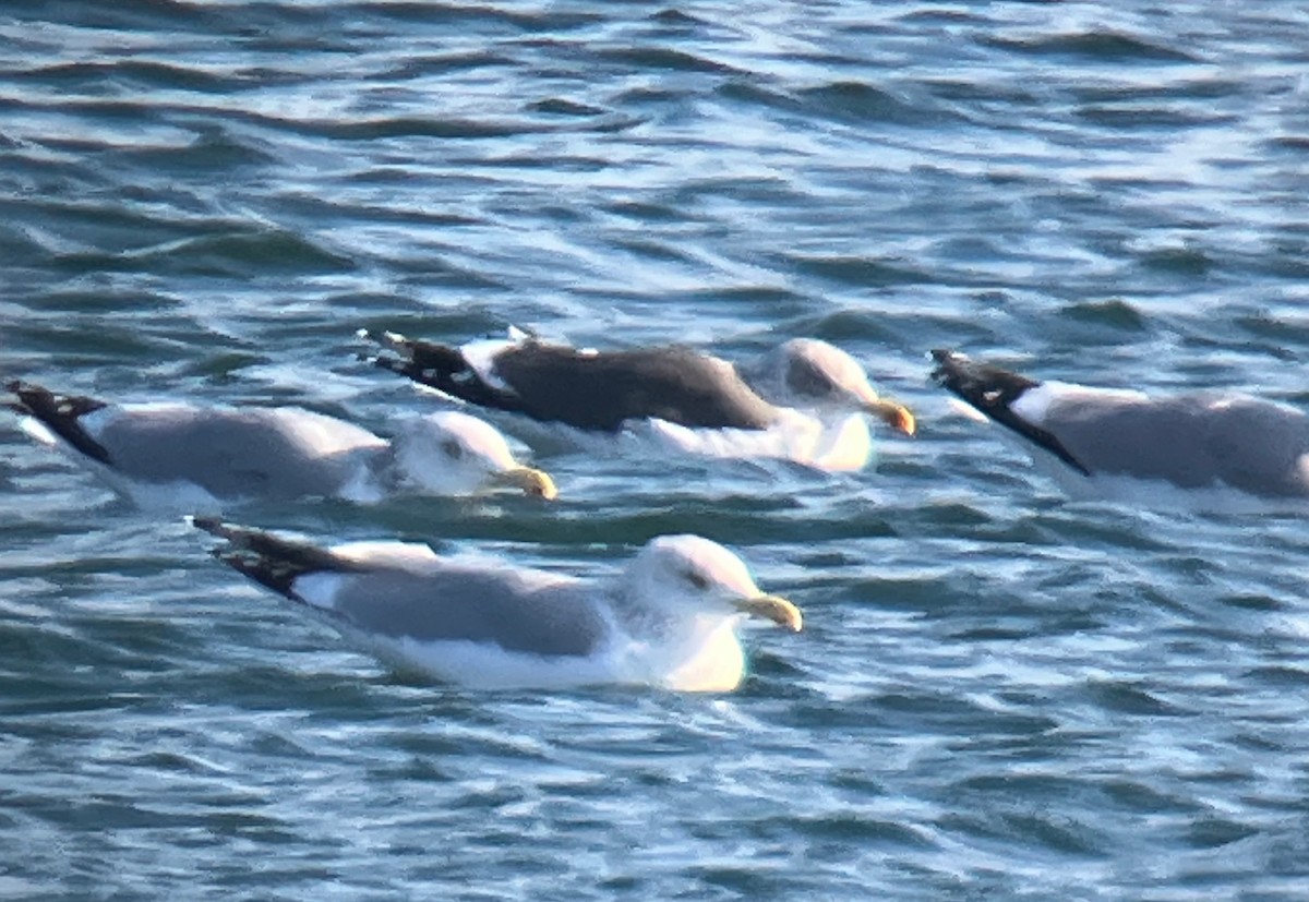 Клуша - ML648776960