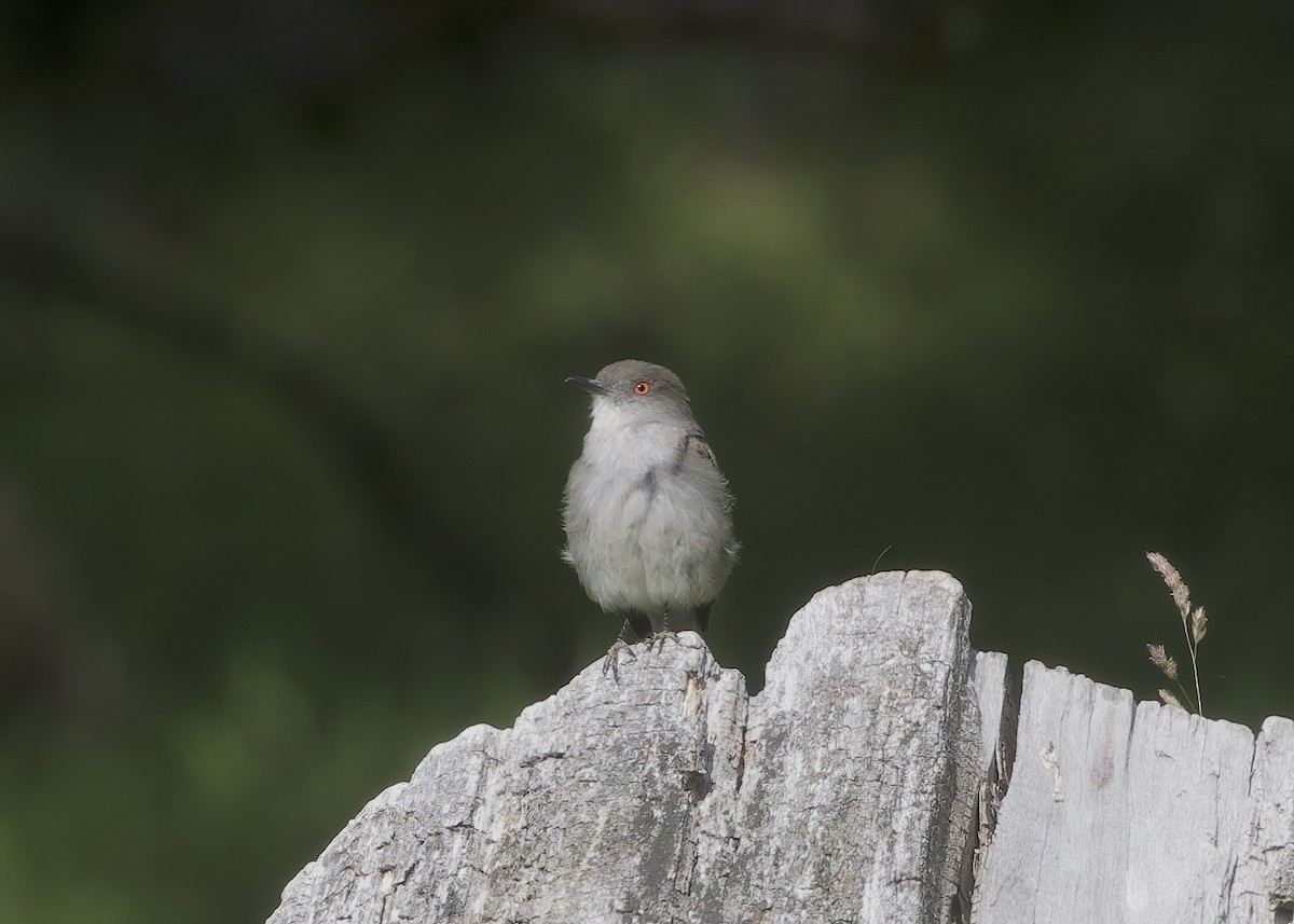 Fire-eyed Diucon - Terence Degan