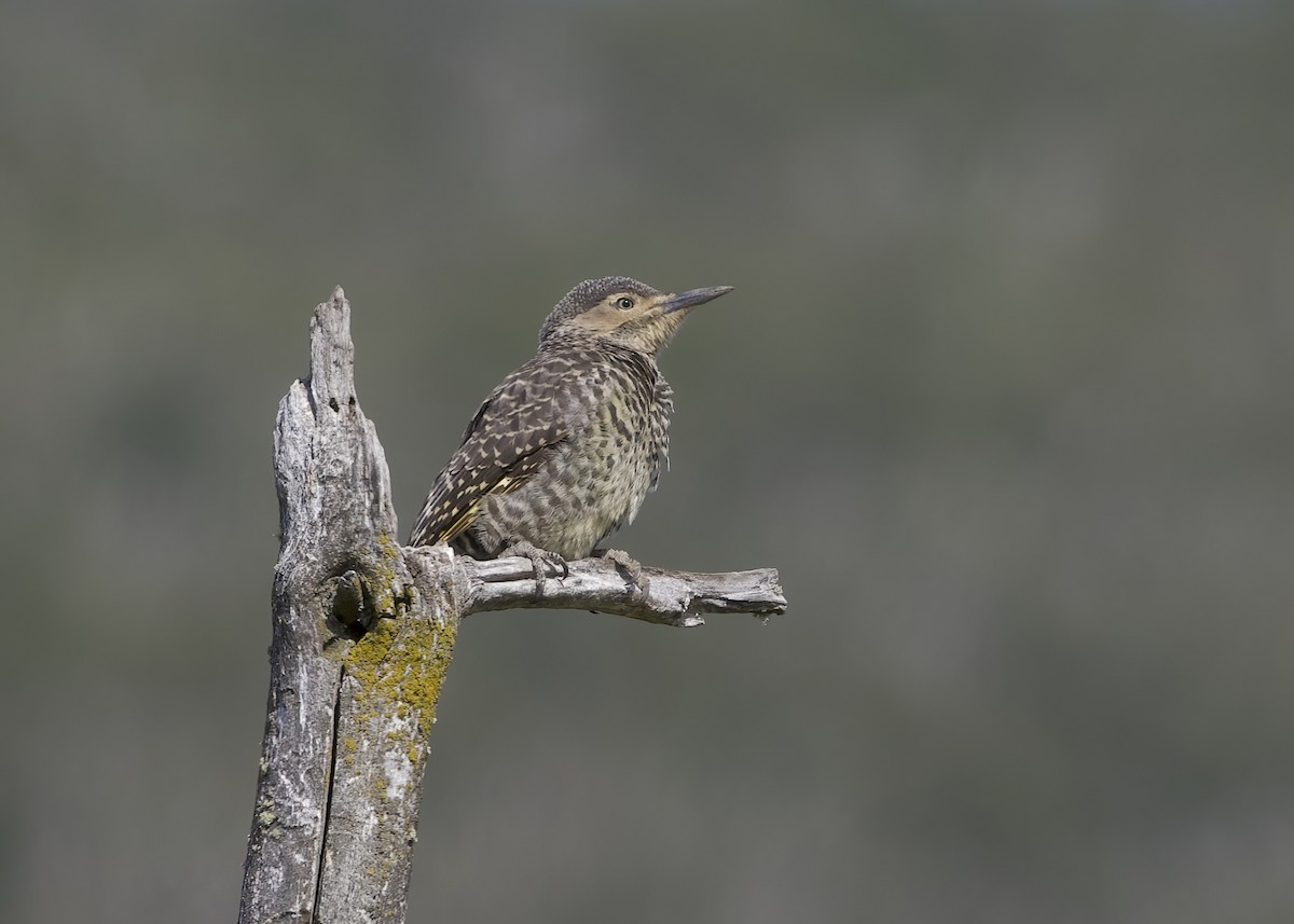 Chilean Flicker - ML648777218