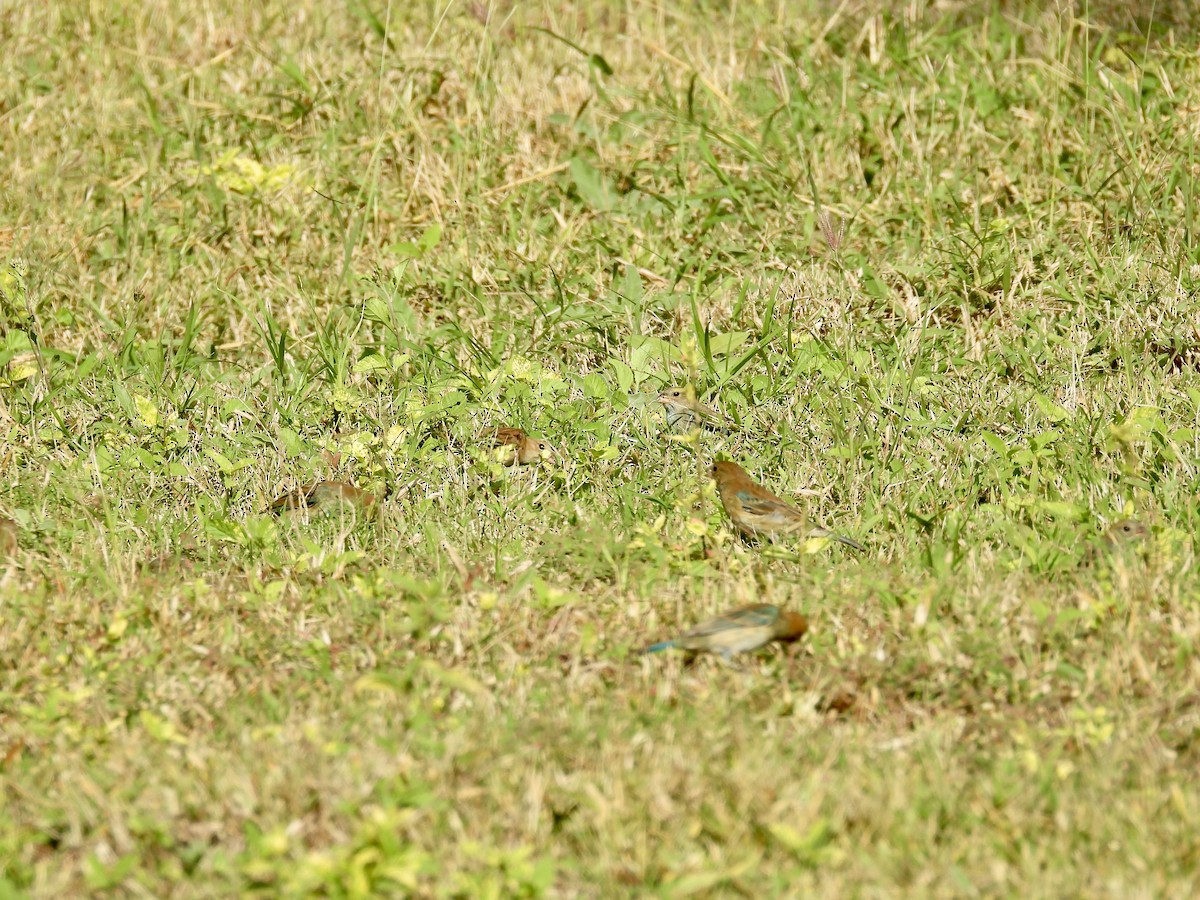 Indigo Bunting - ML648777271