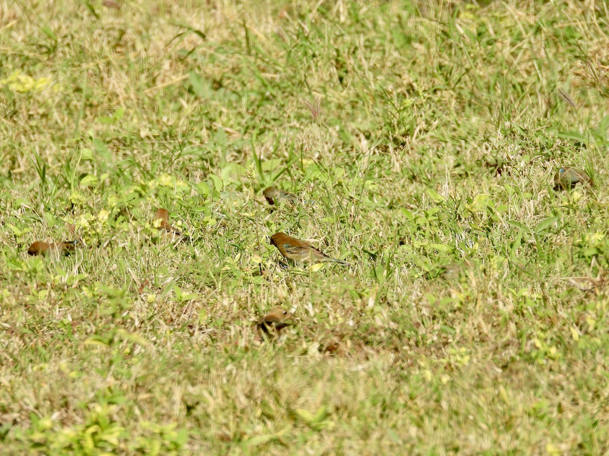 Indigo Bunting - ML648777273