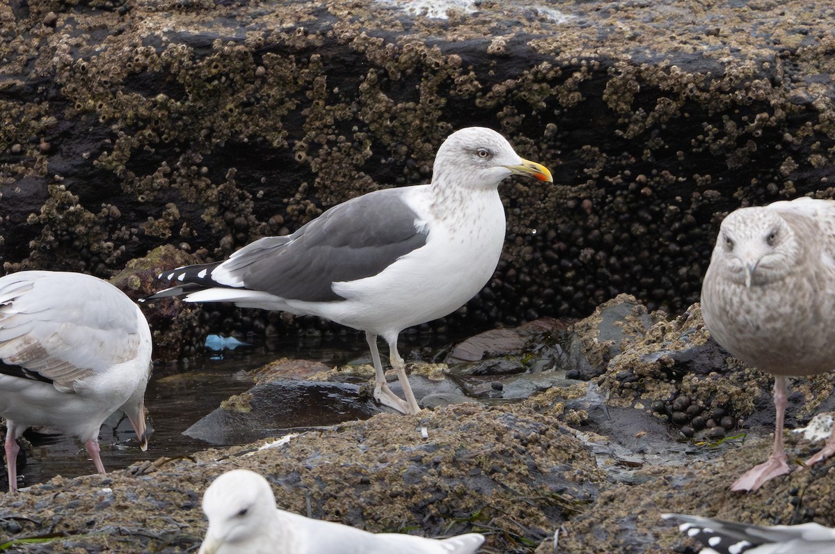 Клуша - ML648777329