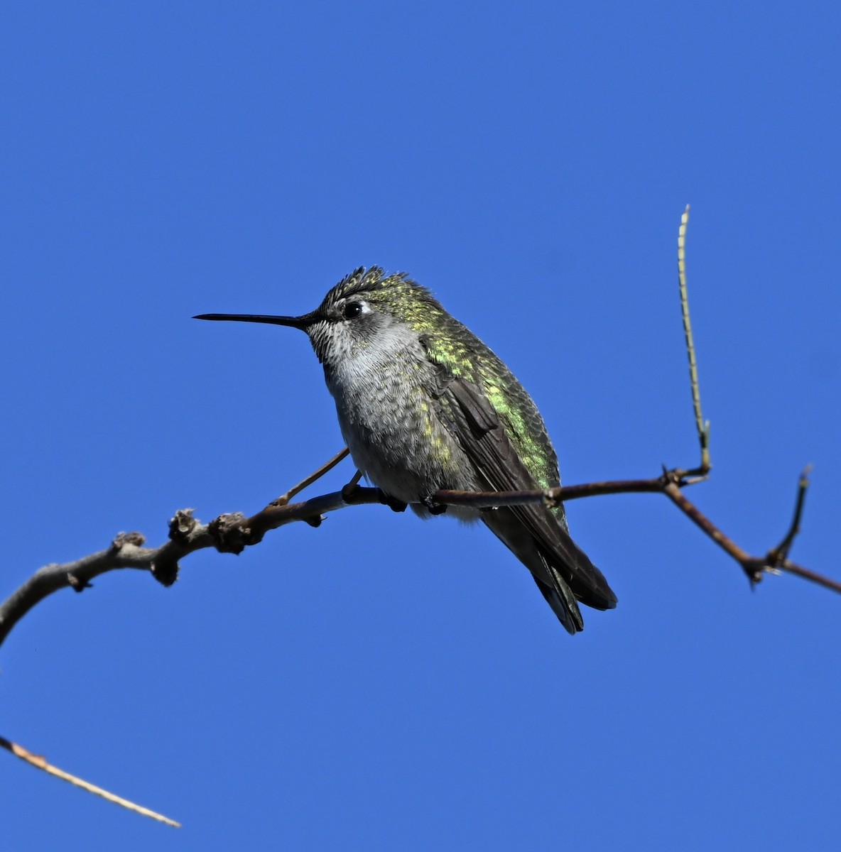 Anna's Hummingbird - ML648777330