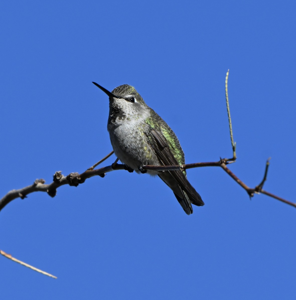 Anna's Hummingbird - ML648777331