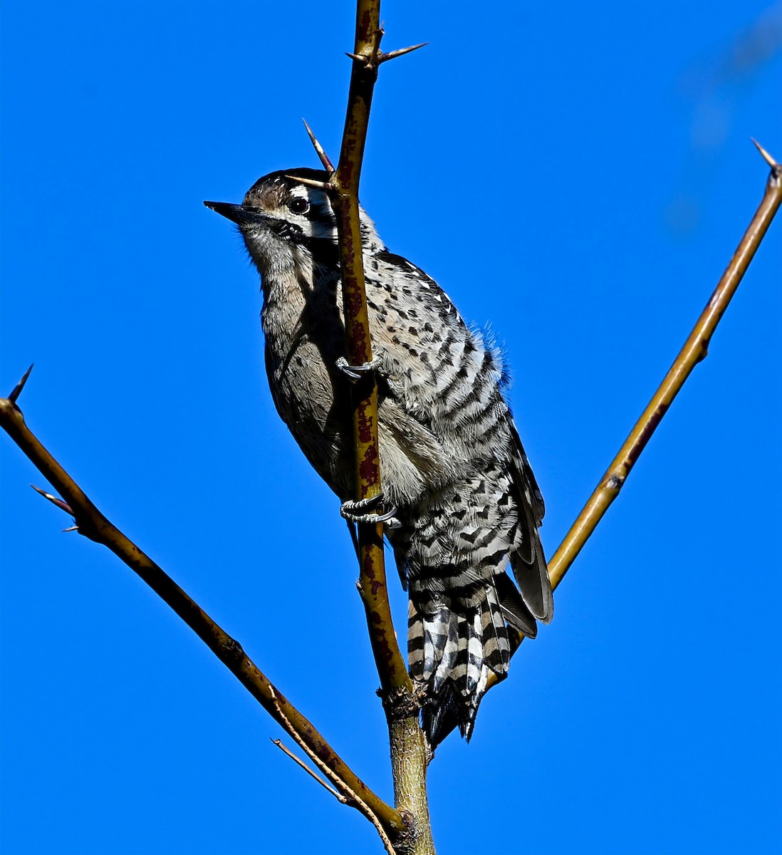 Ladder-backed Woodpecker - ML648777347