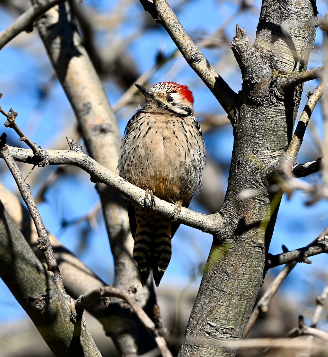 Ladder-backed Woodpecker - ML648777348