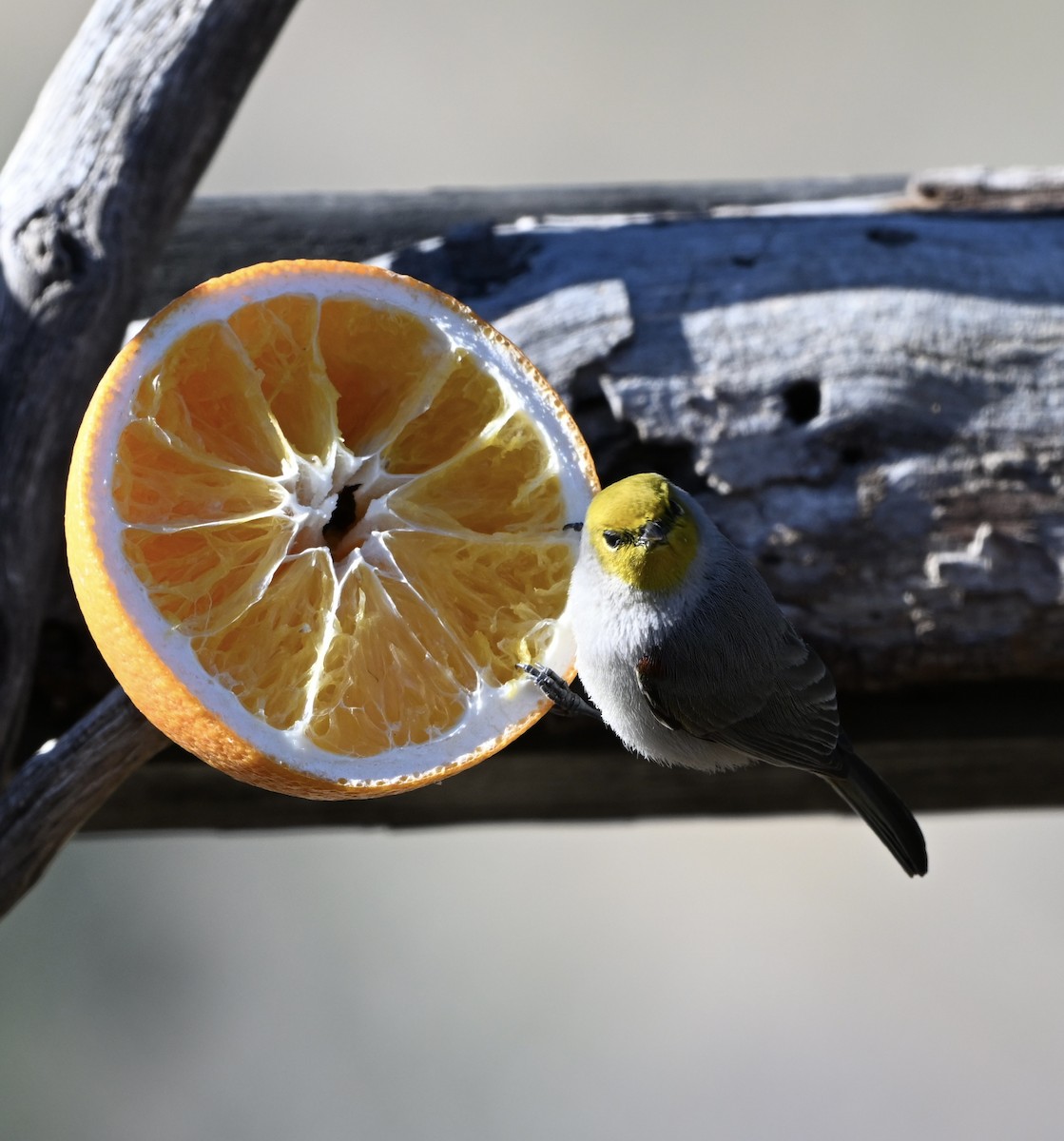 Verdin - ML648777354