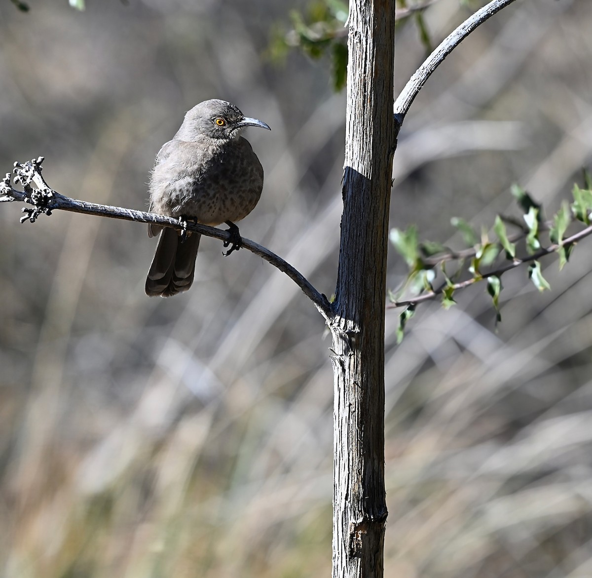 Curve-billed Thrasher - ML648777366