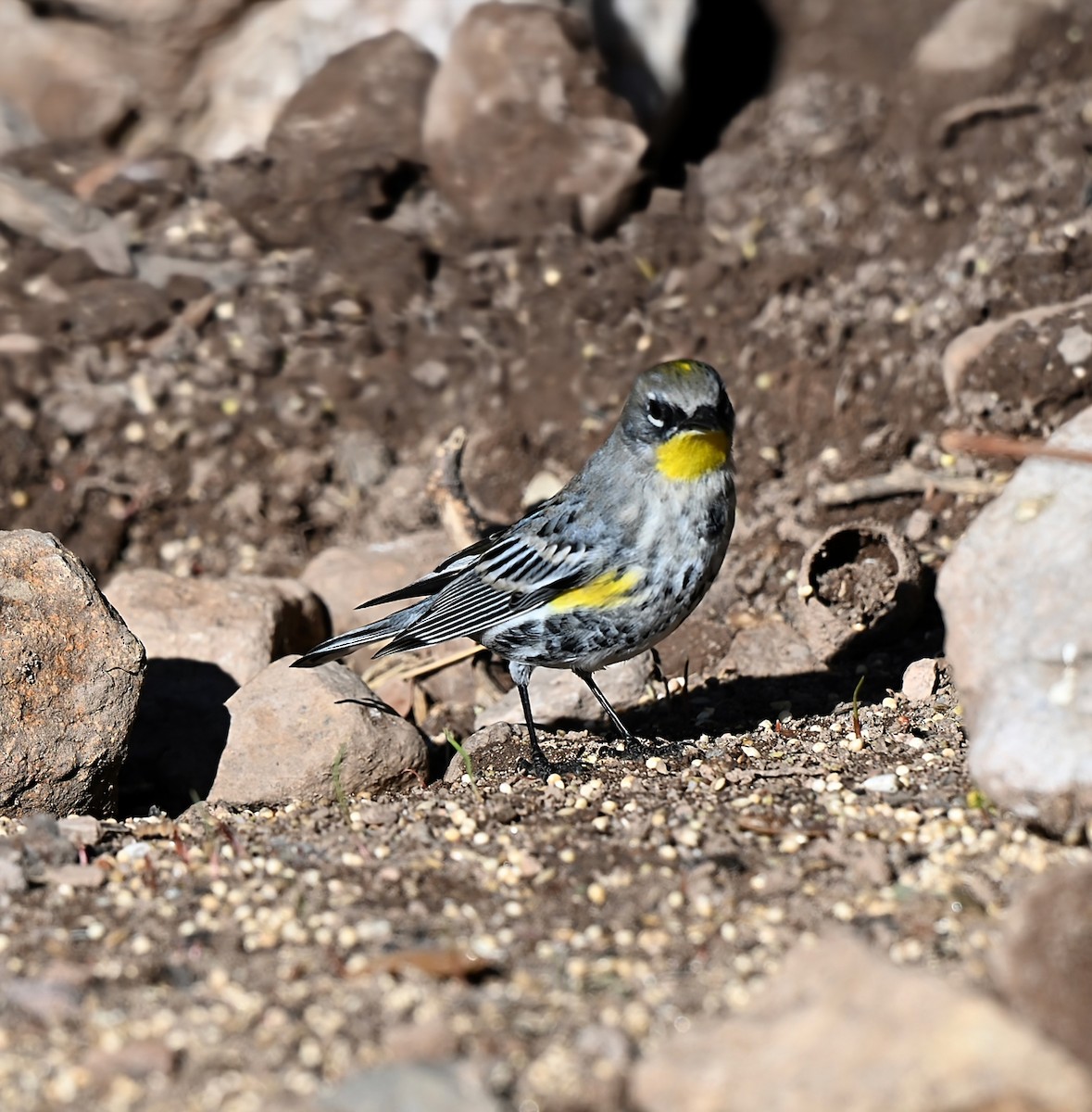 Yellow-rumped Warbler - ML648777387