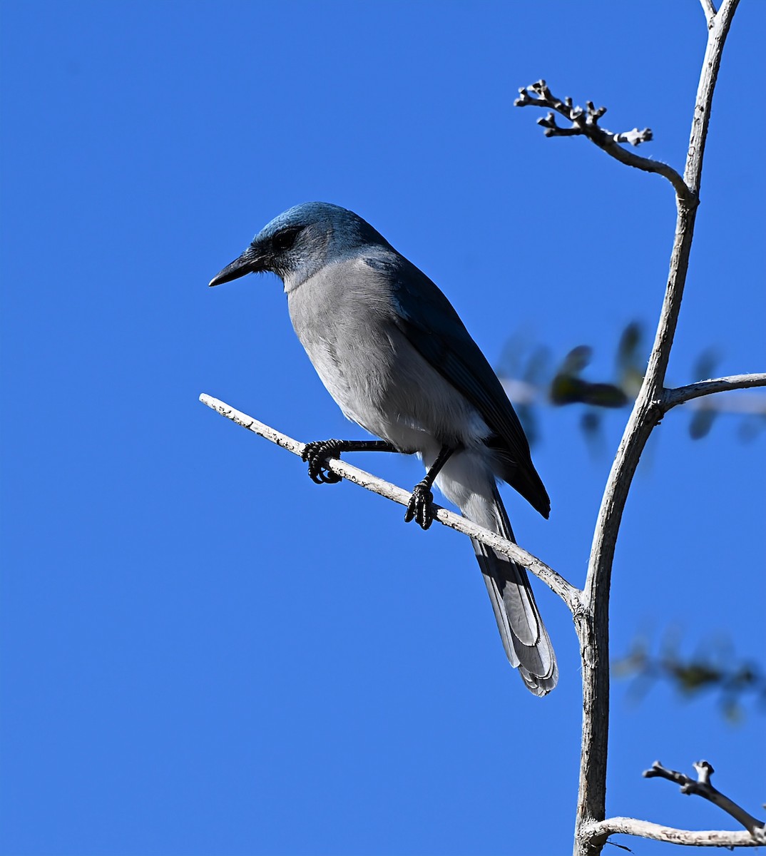 Mexican Jay - ML648777403