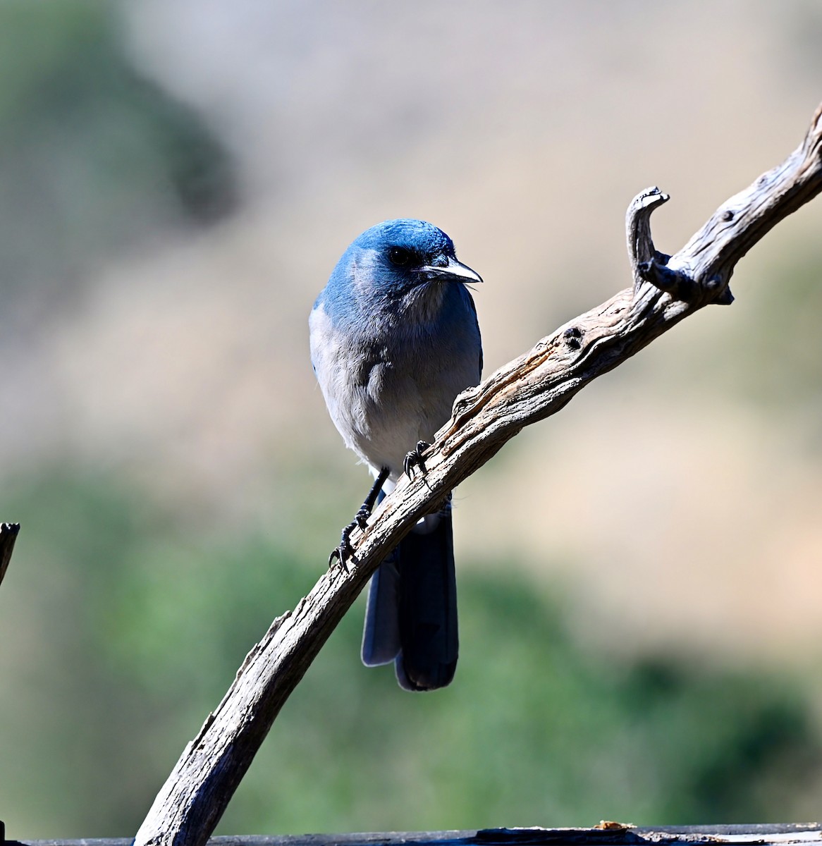 Mexican Jay - ML648777404