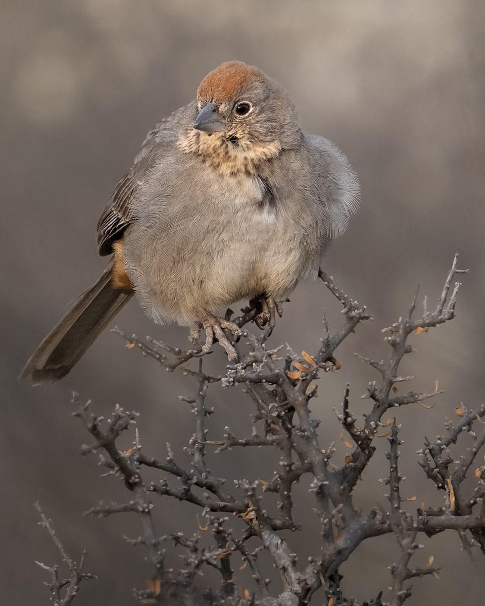 Canyon Towhee - ML648777420